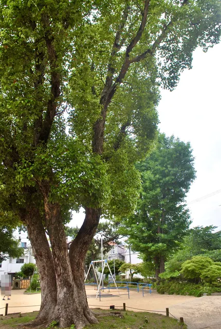幹の太い大きな木の下に、ブランコのある公園