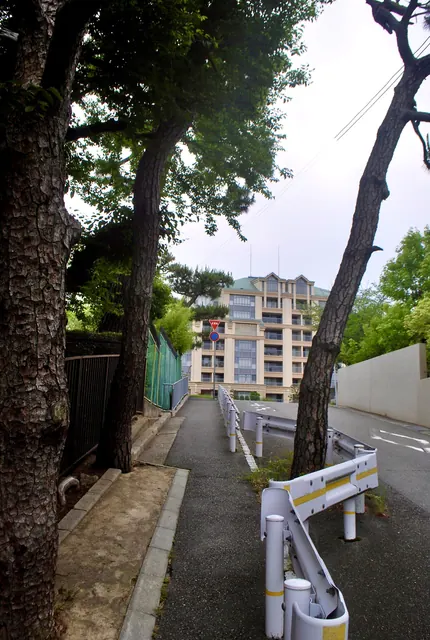 大きな松の木の下を、マンションの方へ続く歩道