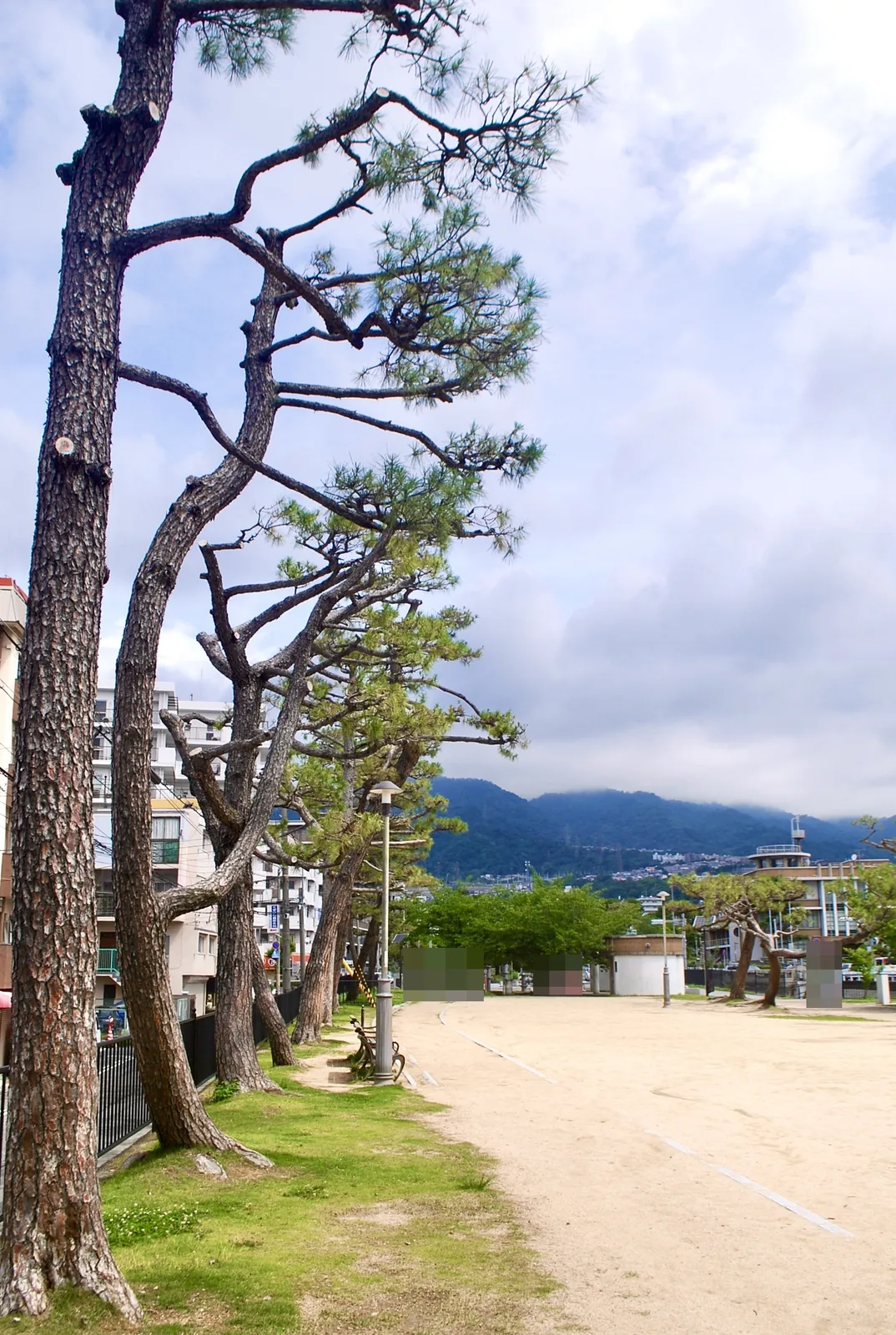 背の高い松の木が並ぶ広場の向こうに、六甲山が見える公園