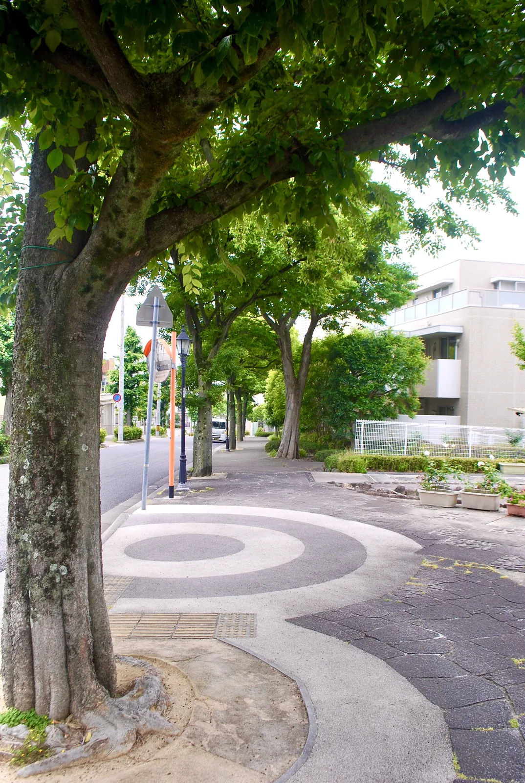 大きな木が並び、丸い模様の舗装が広がる歩道